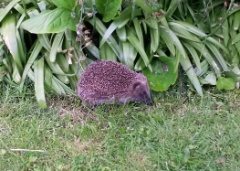 20160522 - hedgehog